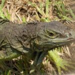 Ante la disminución en Coatzacoalcos de iguana verde abren recinto dedicado a preservarla