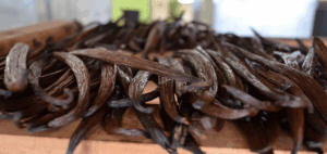 Saborea Veracruz desde el Totonacapan, productor de vainilla más importante de México